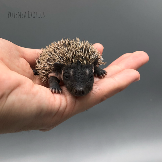 Baby Hedgehog for Sale in Texas