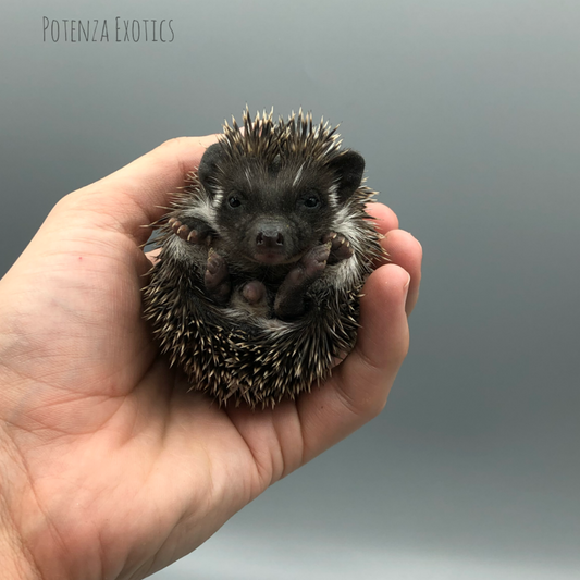 Hedgehog for Sale Arlington Texas