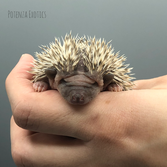 Hedgehogs for Sale in Fort Worth Texas