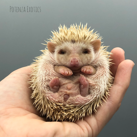 Hedgehogs for Sale in Fort Worth Texas