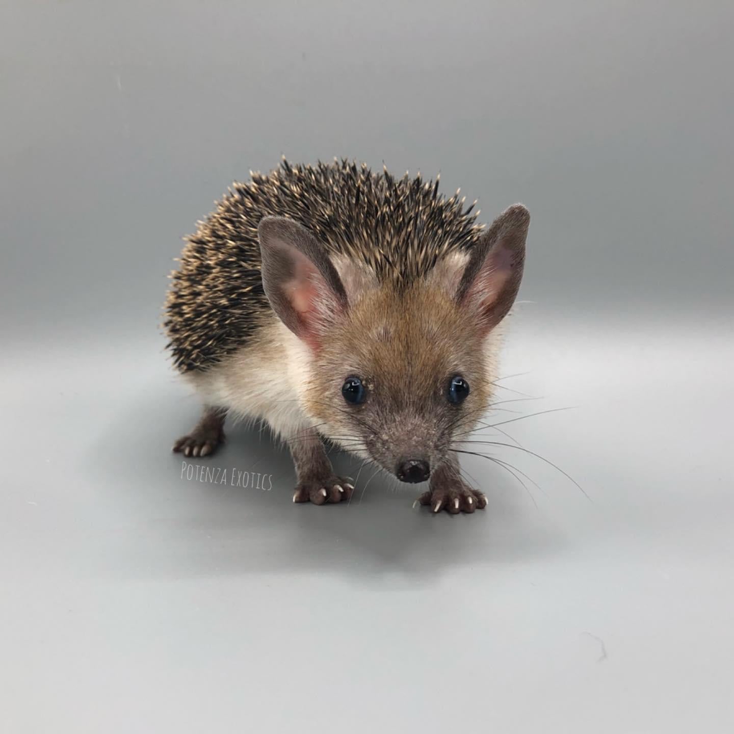Long Eared Hedgehog - Mando $2000