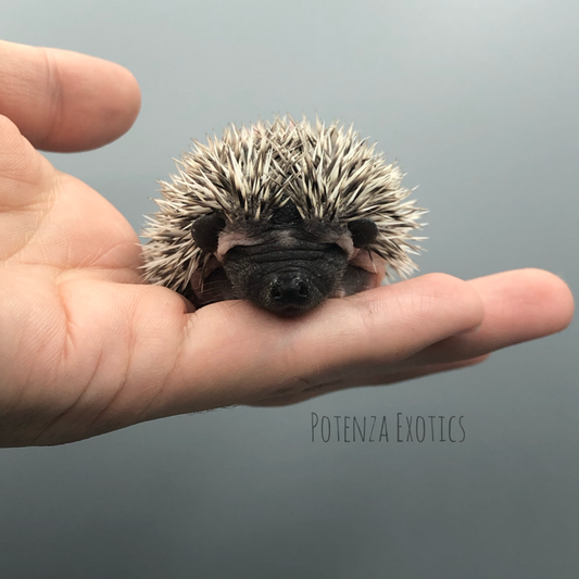 Hedgehogs for Sale DFW Texas