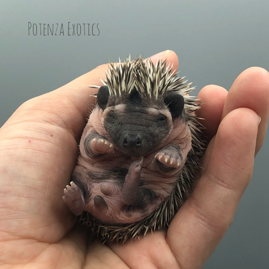 Hedgehogs for Sale in Texas