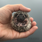 Hedgehogs for Sale DFW Texas