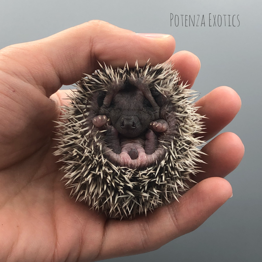 Hedgehogs for Sale Potenza Exotics