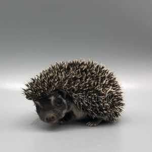 Baby Hedgehog for Sale in Texas