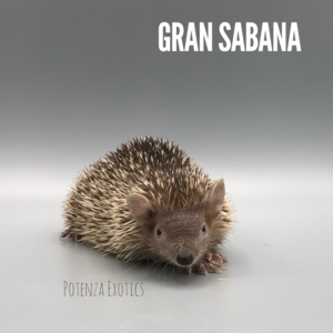 Gran Sabana $700