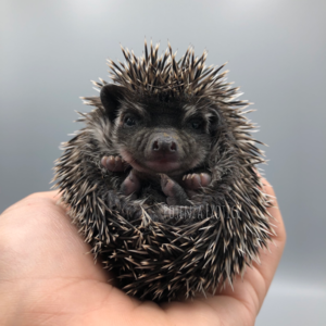 Baby Hedgehog for Sale in Texas