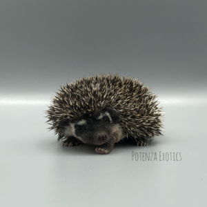 Potenza Exotics Hedgehog for Sale