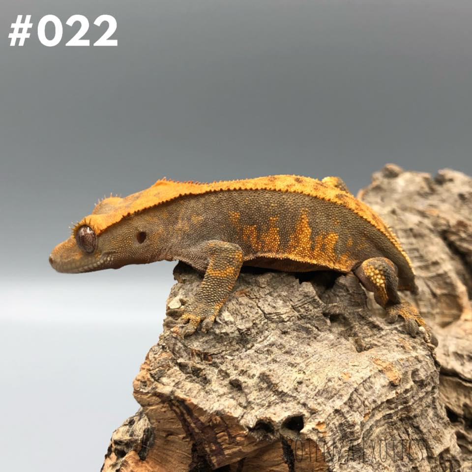 Crested Gecko for Sale Arlington Texas
