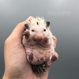 Hedgehog for Sale Arlington Texas