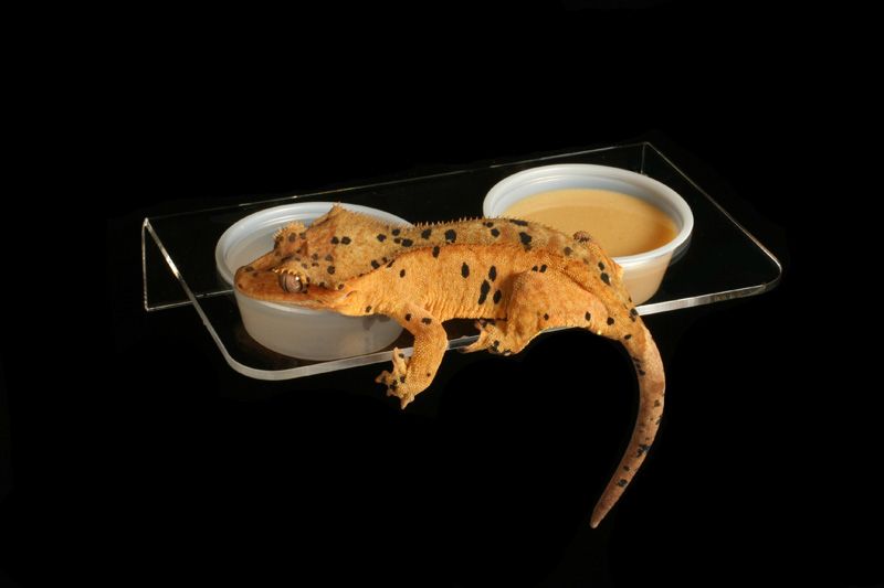 Pangea Magnetic Gecko Feeding Ledge (Large)