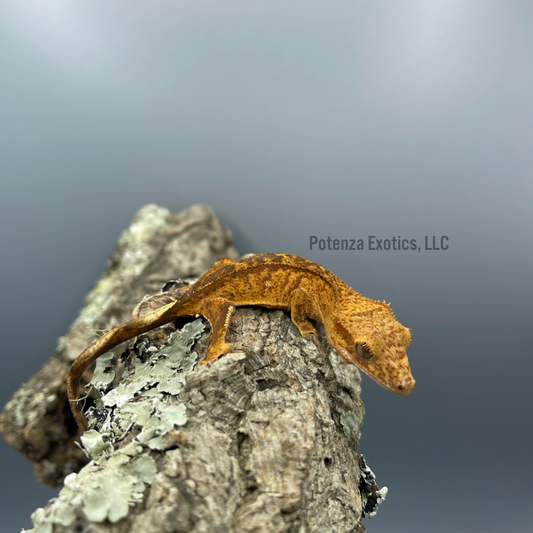 Unsexed Crested Gecko