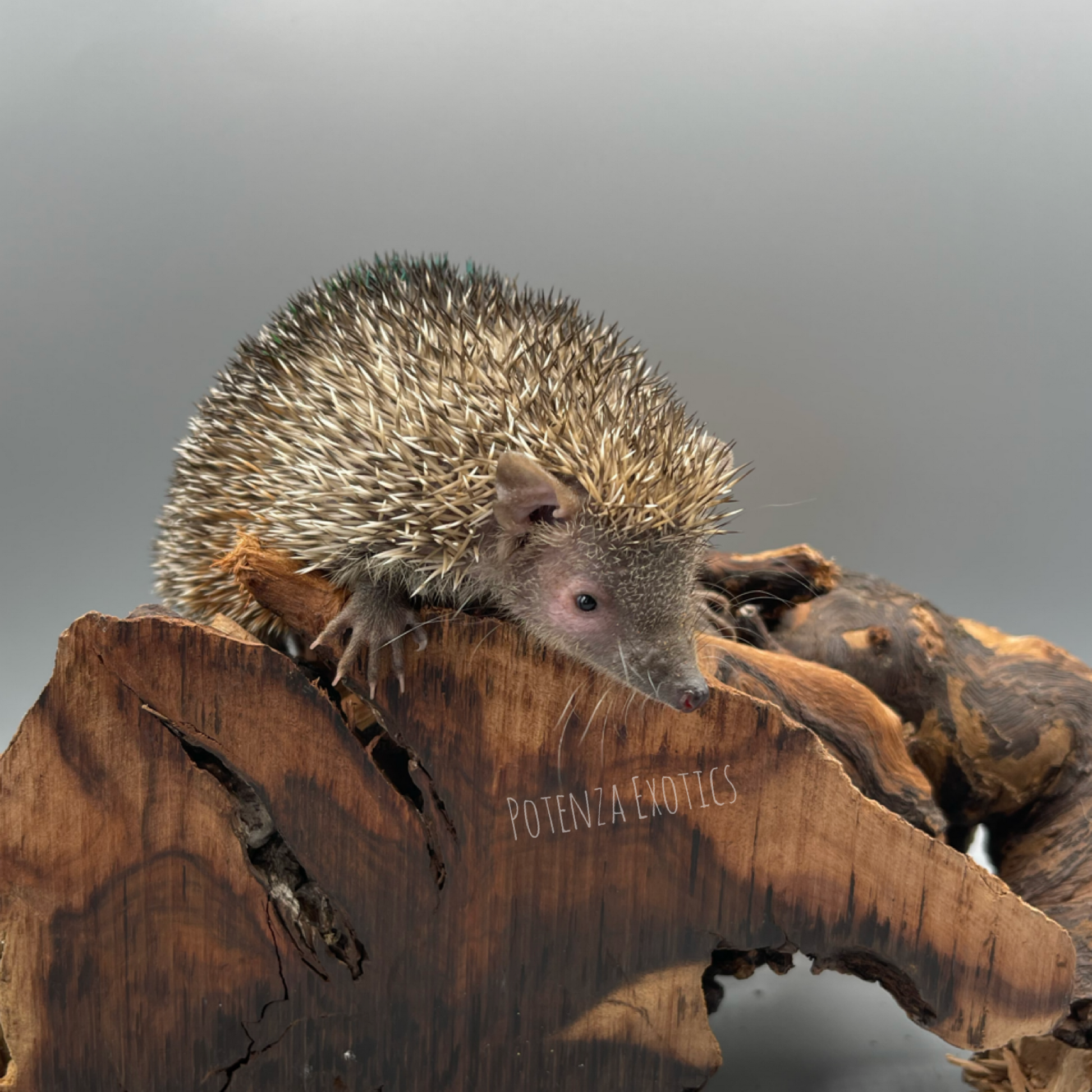 Lesser Tenrec Hedgehog for Sale Texas