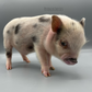 Salvador Dali - Mini Pig $350