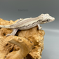 Silverwing - Striped Gargoyle Gecko