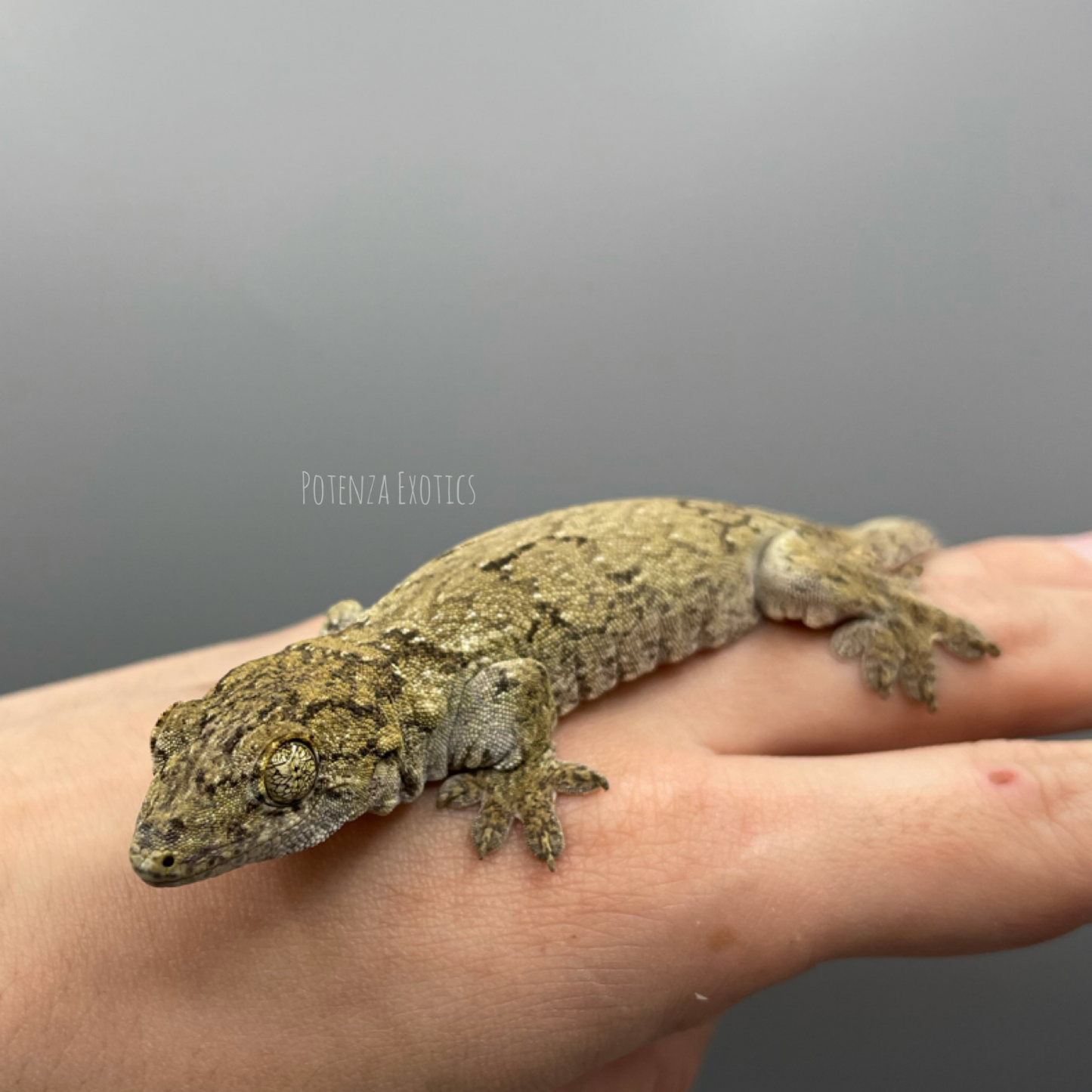 Halmahera giant gecko for sale