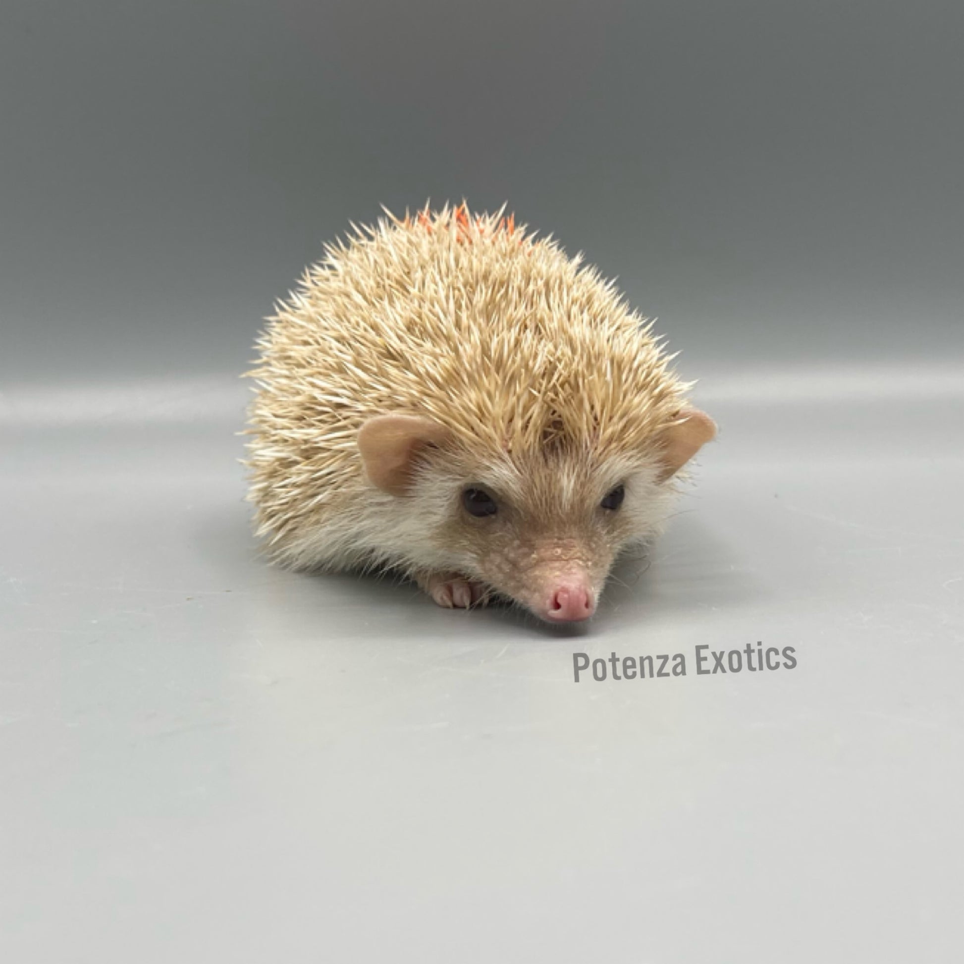 Hedgehogs for Sale