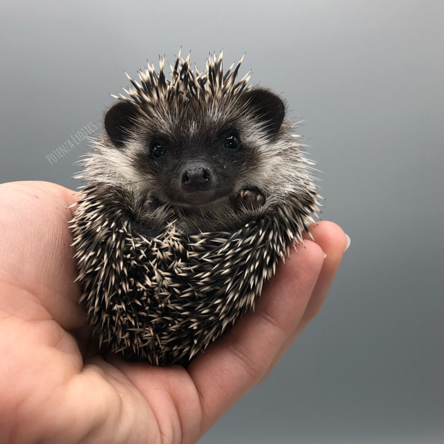 Hedgehogs for Sale in Arlington Texas