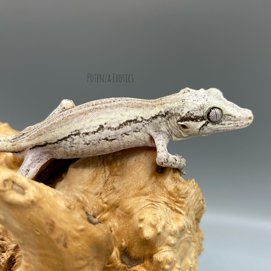Silverwing - Striped Gargoyle Gecko