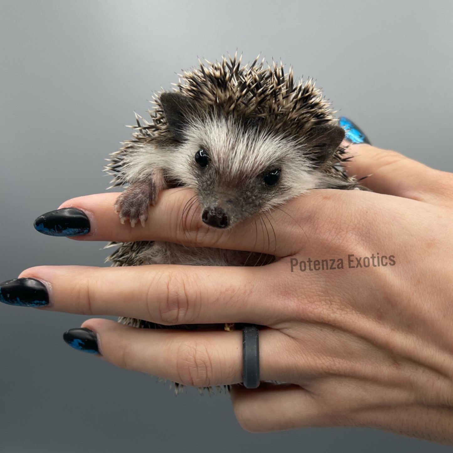Hedgehogs for Sale