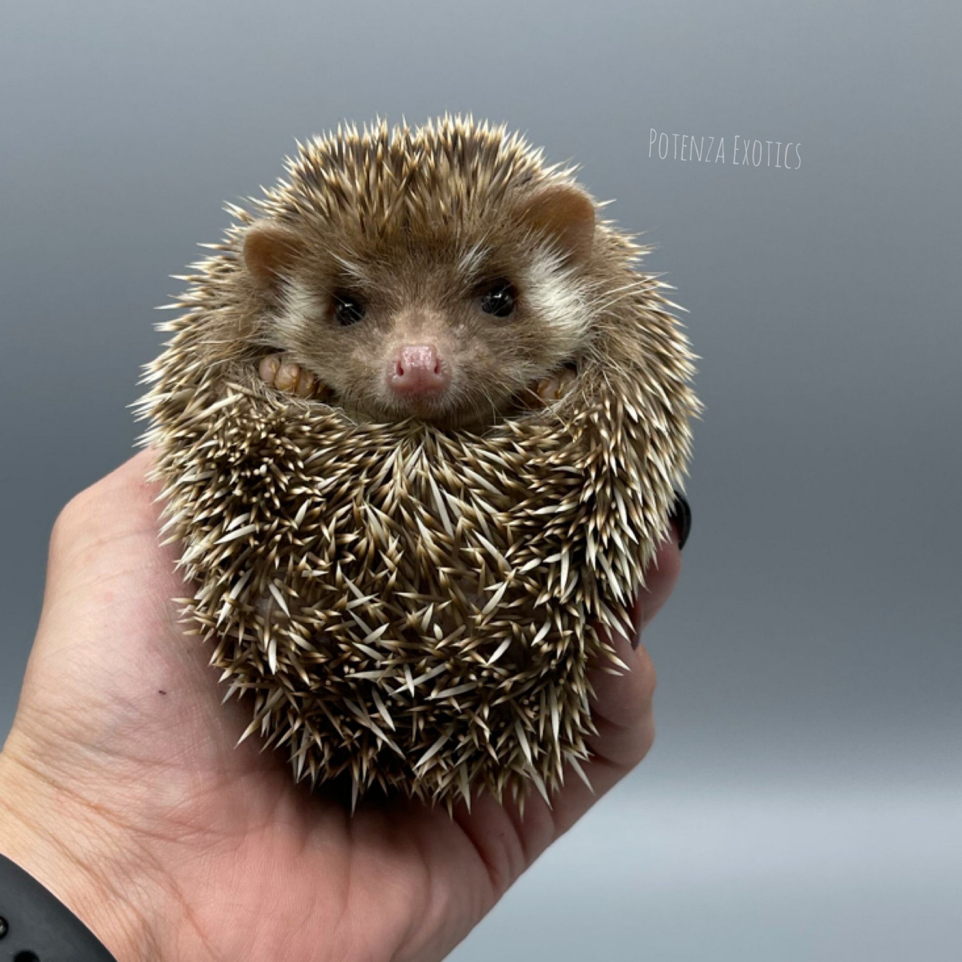 Hedgehogs for Sale Dallas Texas