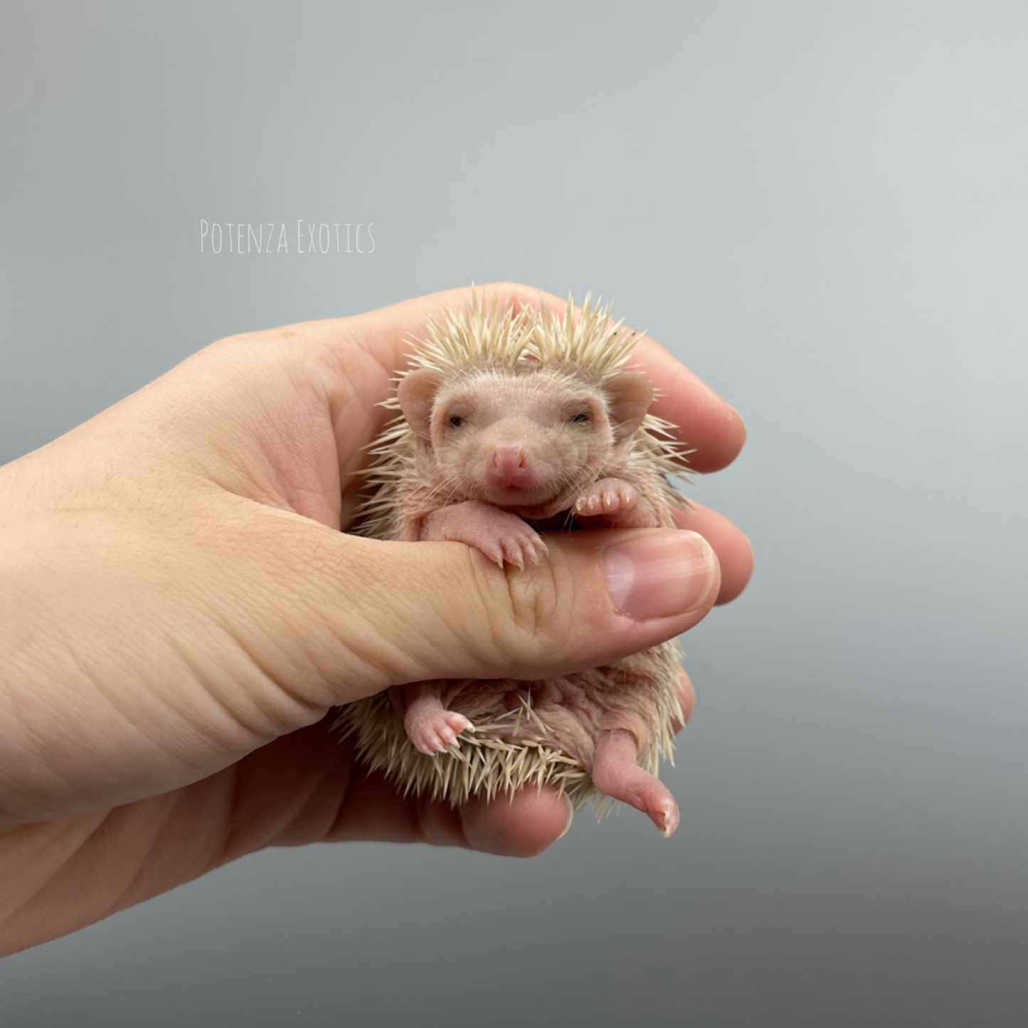 Potenza Exotics Hedgehog for Sale