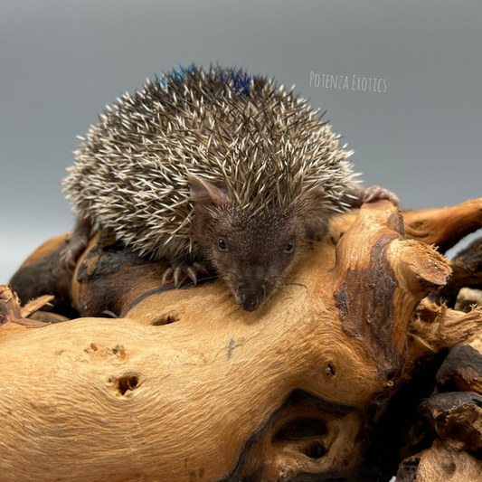 Lesser Tenrec Hedgehog for Sale