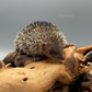 Lesser Tenrec Hedgehog for Sale
