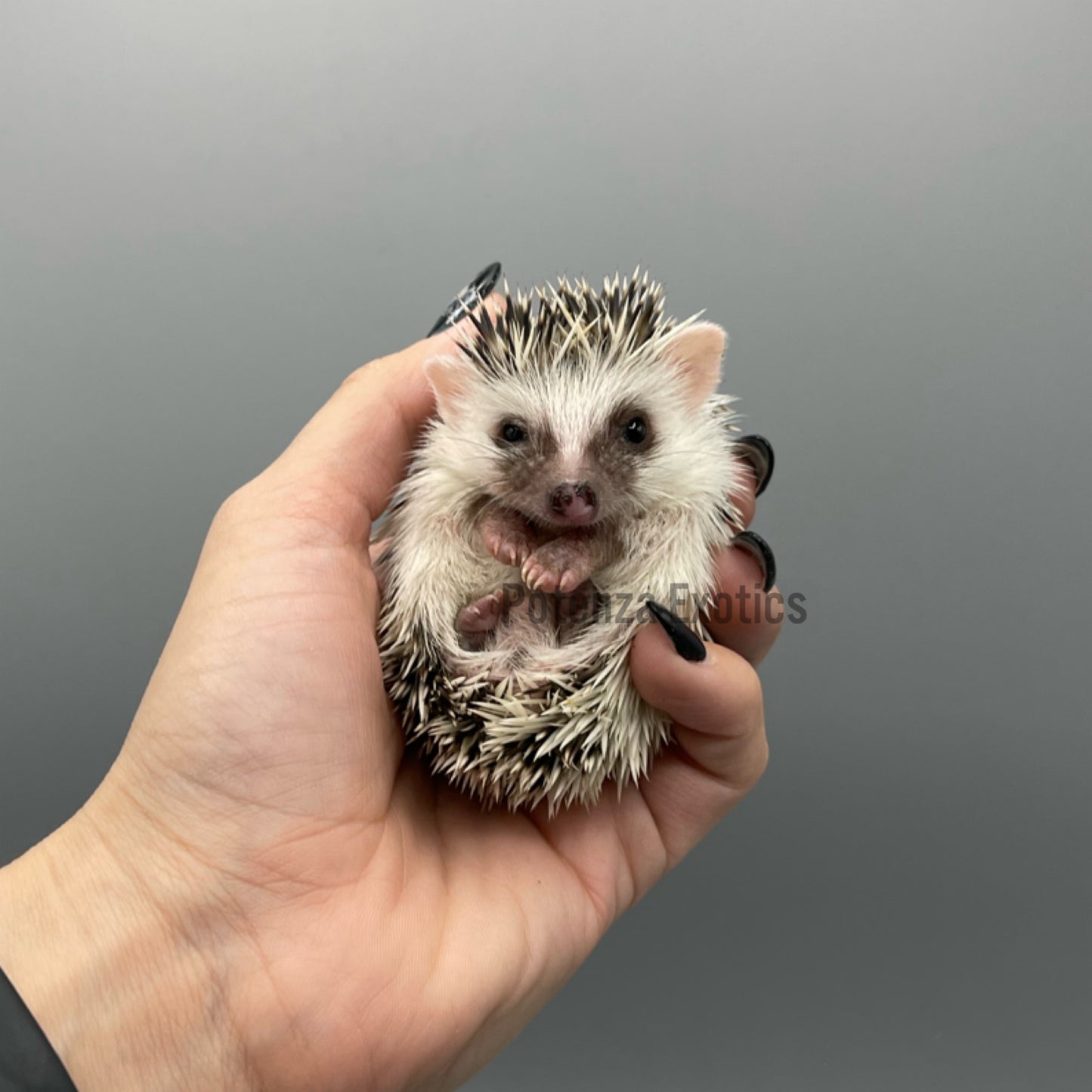 Hedgehogs for Sale in Texas