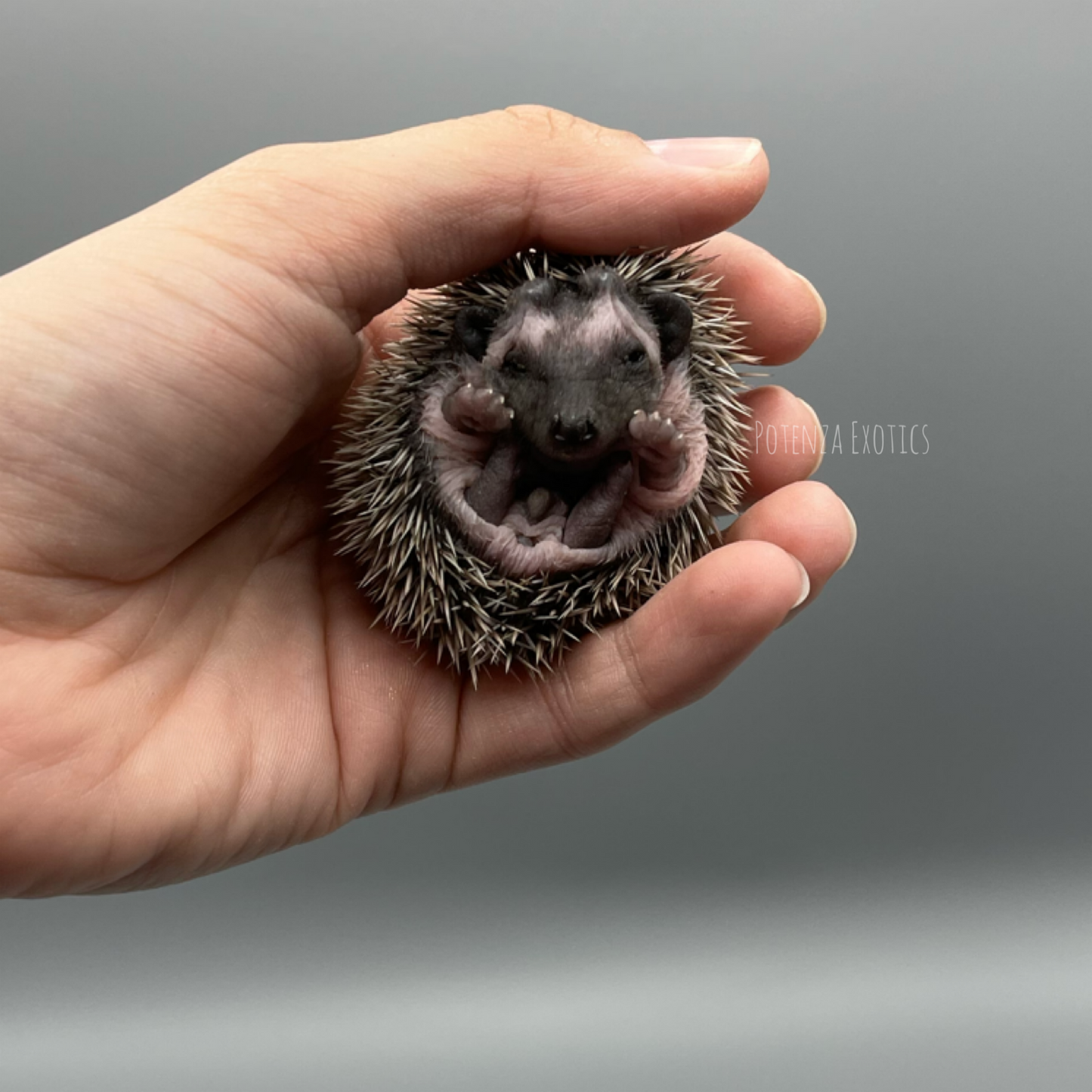 Hedgehogs for Sale in Fort Worth Texas