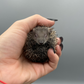 Lesser Tenrec Hedgehog for Sale Texas
