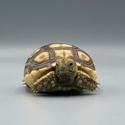 Sulcata Tortoise for Sale in DFW, Texas