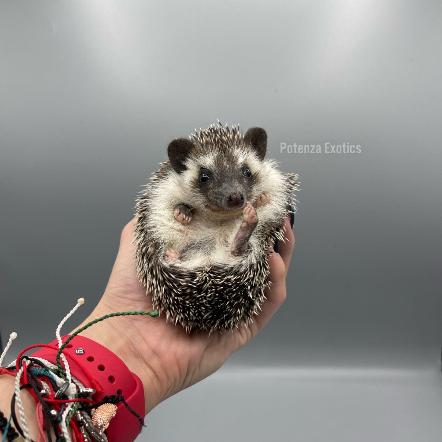 Pedigreed Hedgehogs for Sale DFW Texas