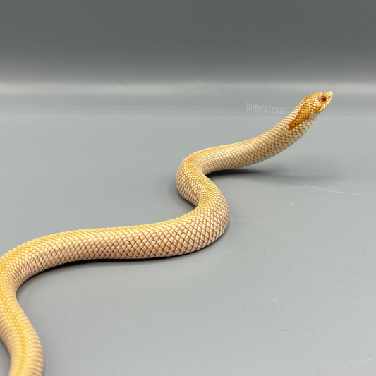 Hognose Snake for Sale in Texas