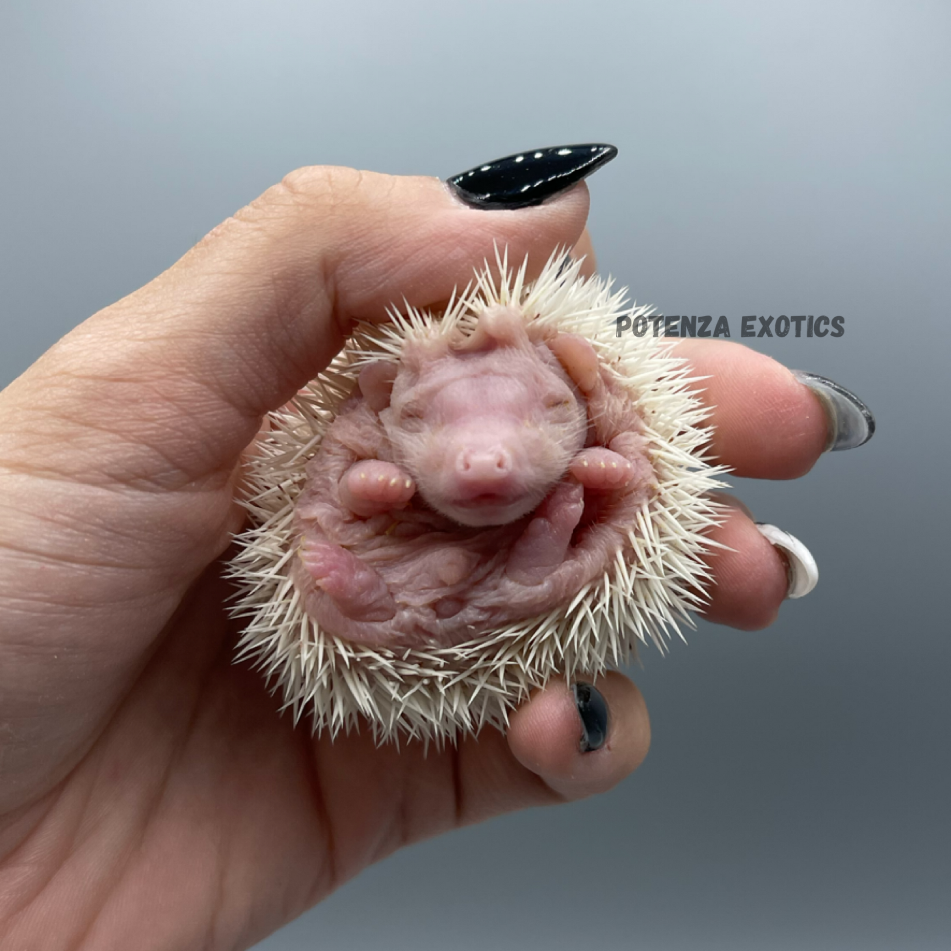 Hedgehog for Sale in DFW, Texas