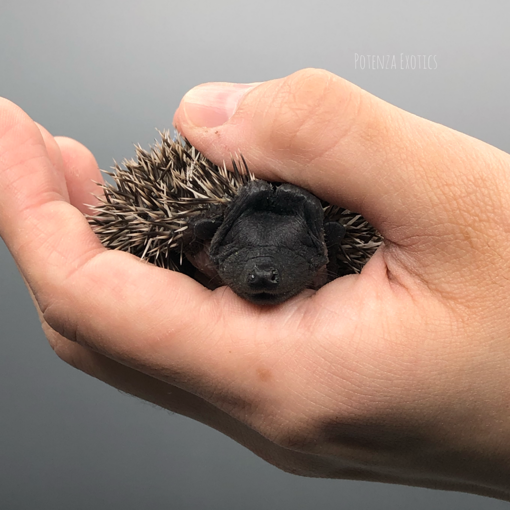 Baby Hedgehog for Sale 