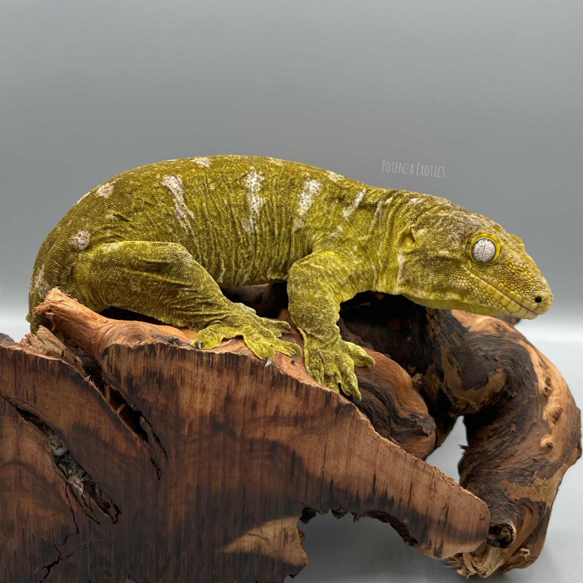 leachianus gecko for sale texas