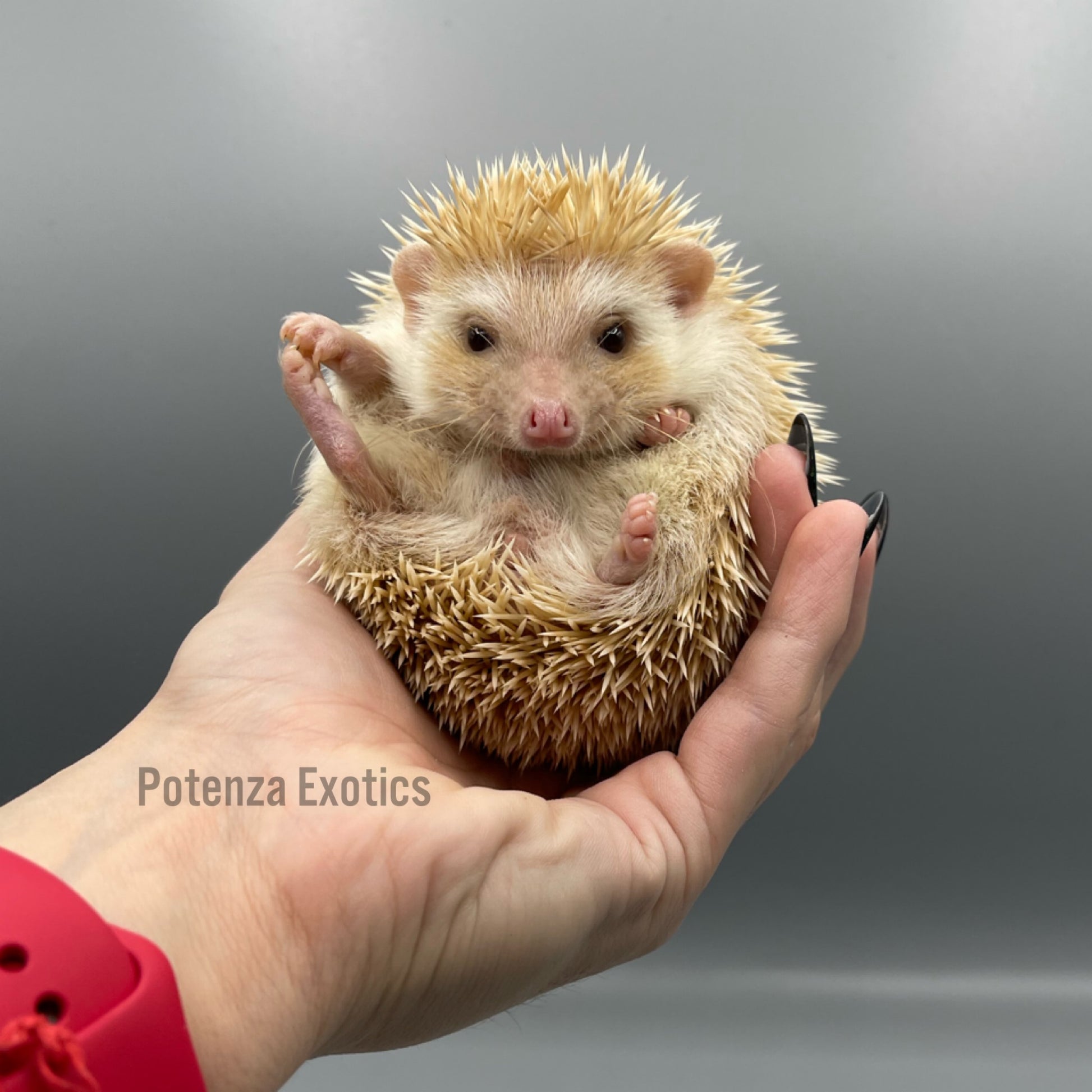 Baby Hedgehog for Sale in Texas