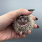 Baby Hedgehog for Sale in Texas