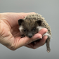 Pedigreed Hedgehogs for Sale