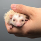 Hedgehogs for Sale in DFW Texas