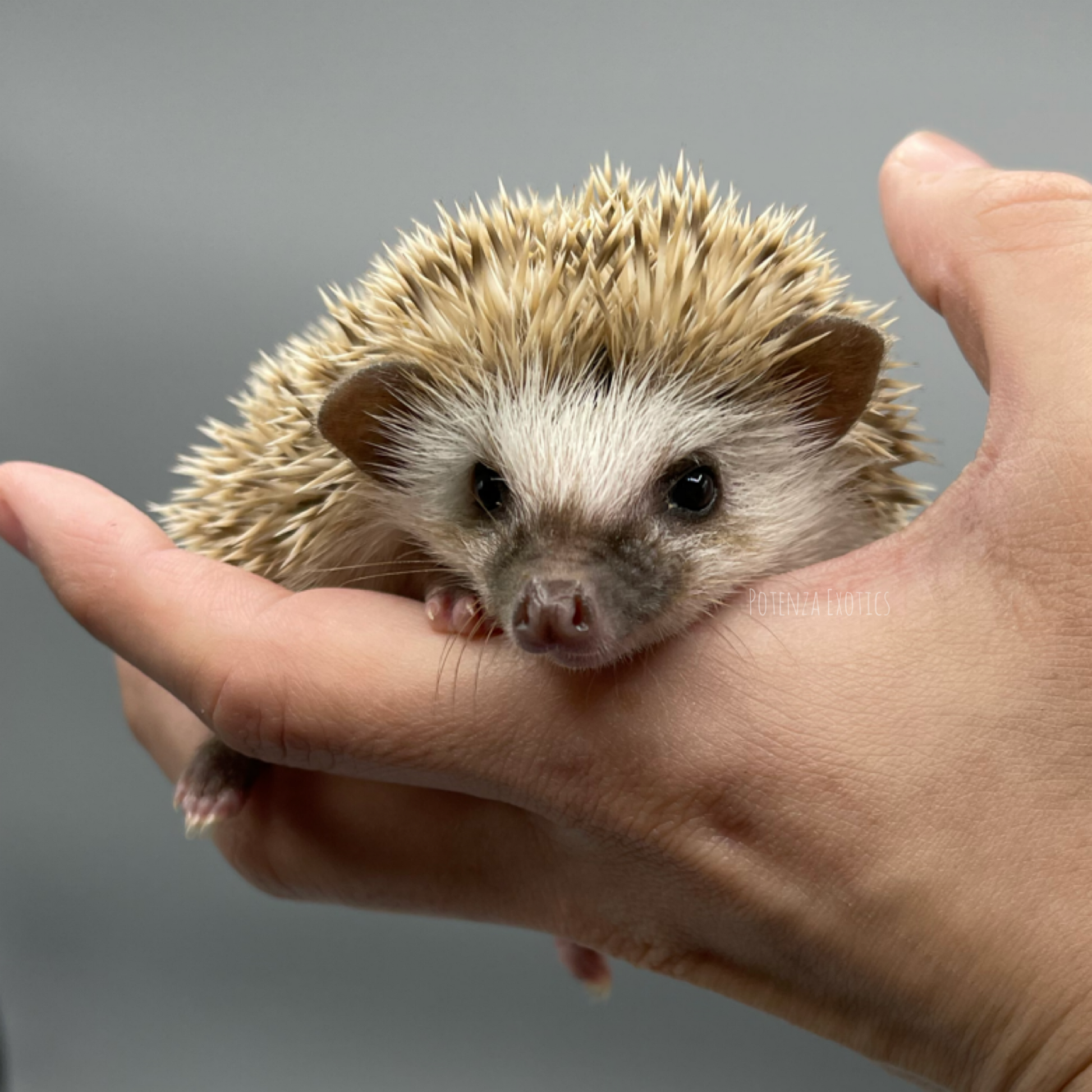 Hedgehogs for Sale in Dallas Texas