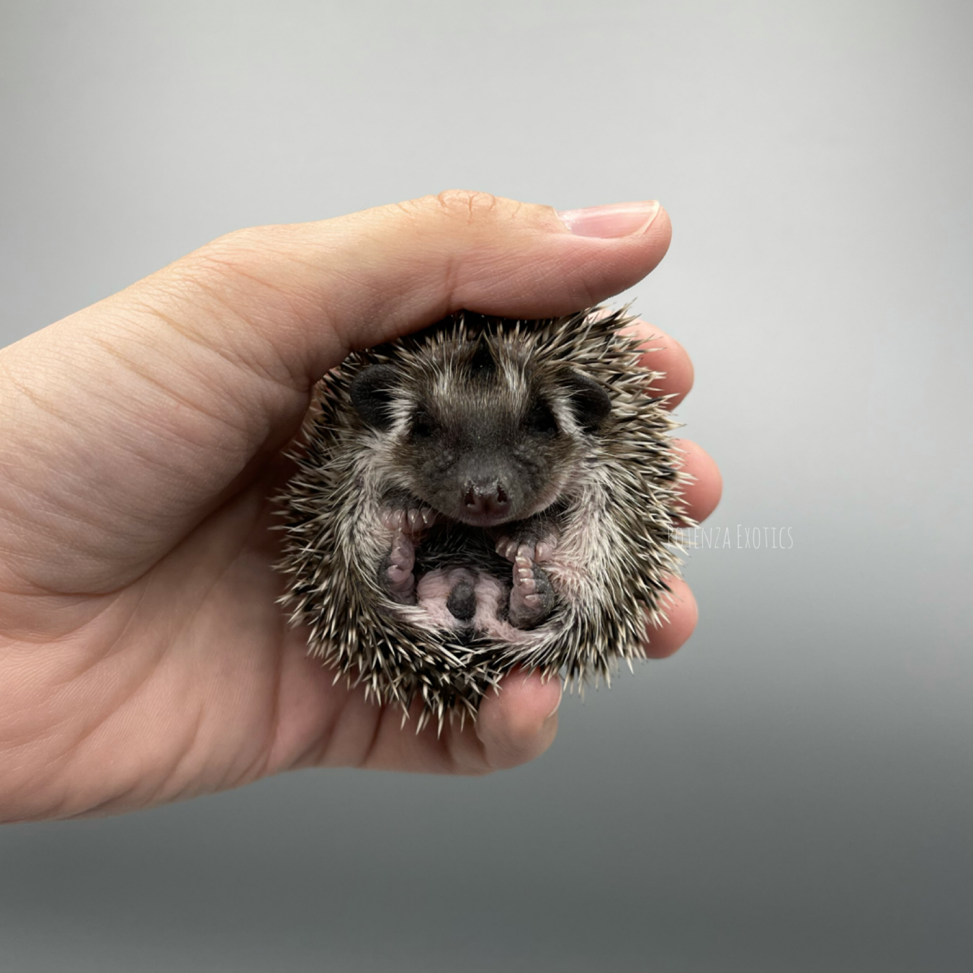 Hedgehogs for Sale in Arlington Texas