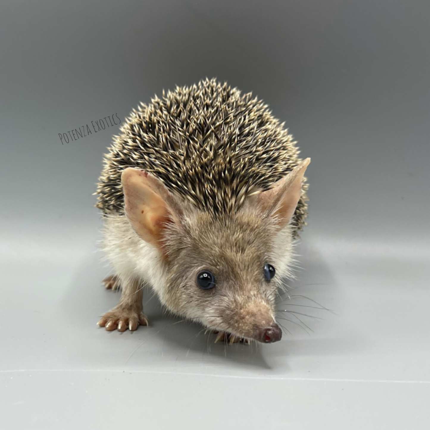Long Eared Hedgehog - Amidala $2000