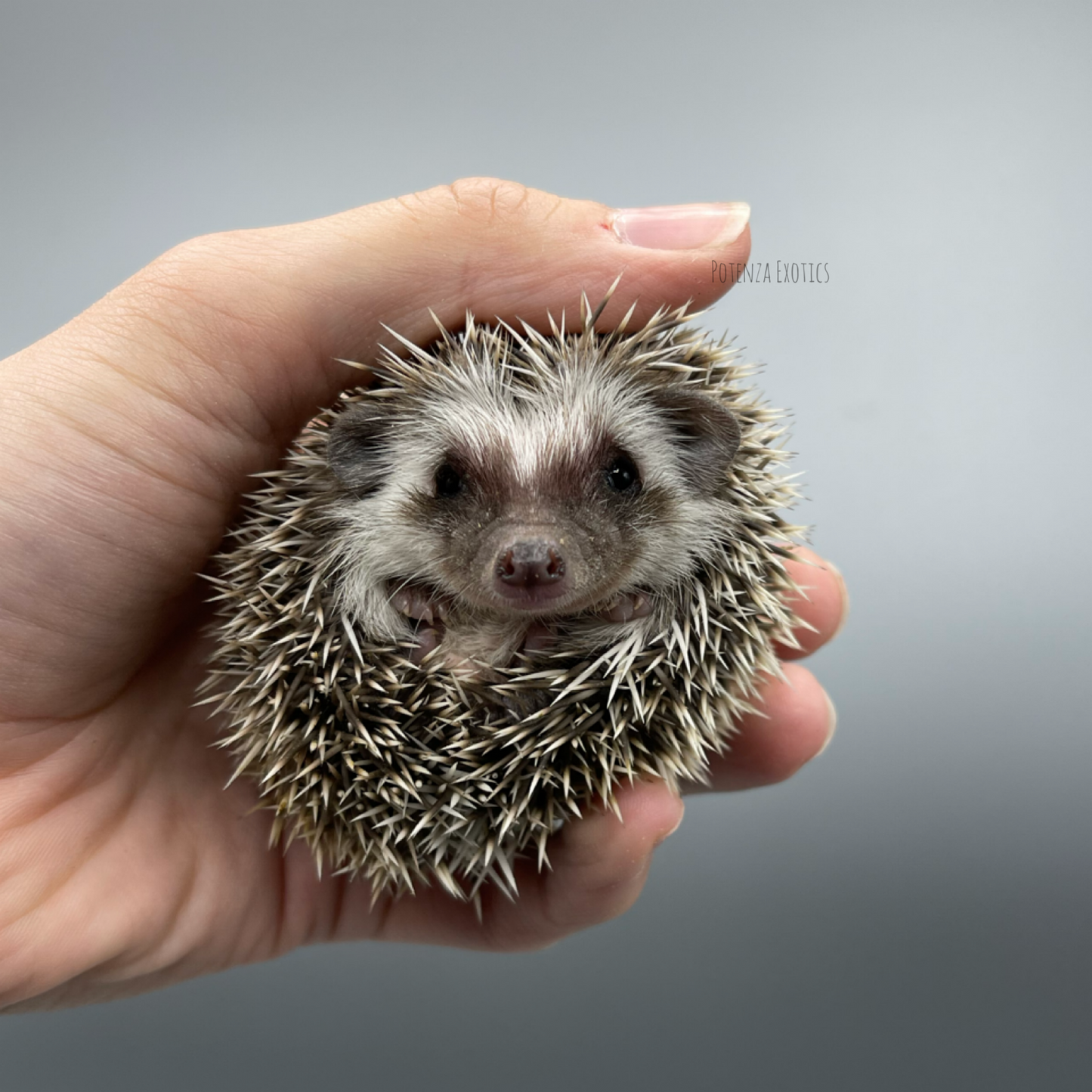 Hedgehogs for Sale in Texas