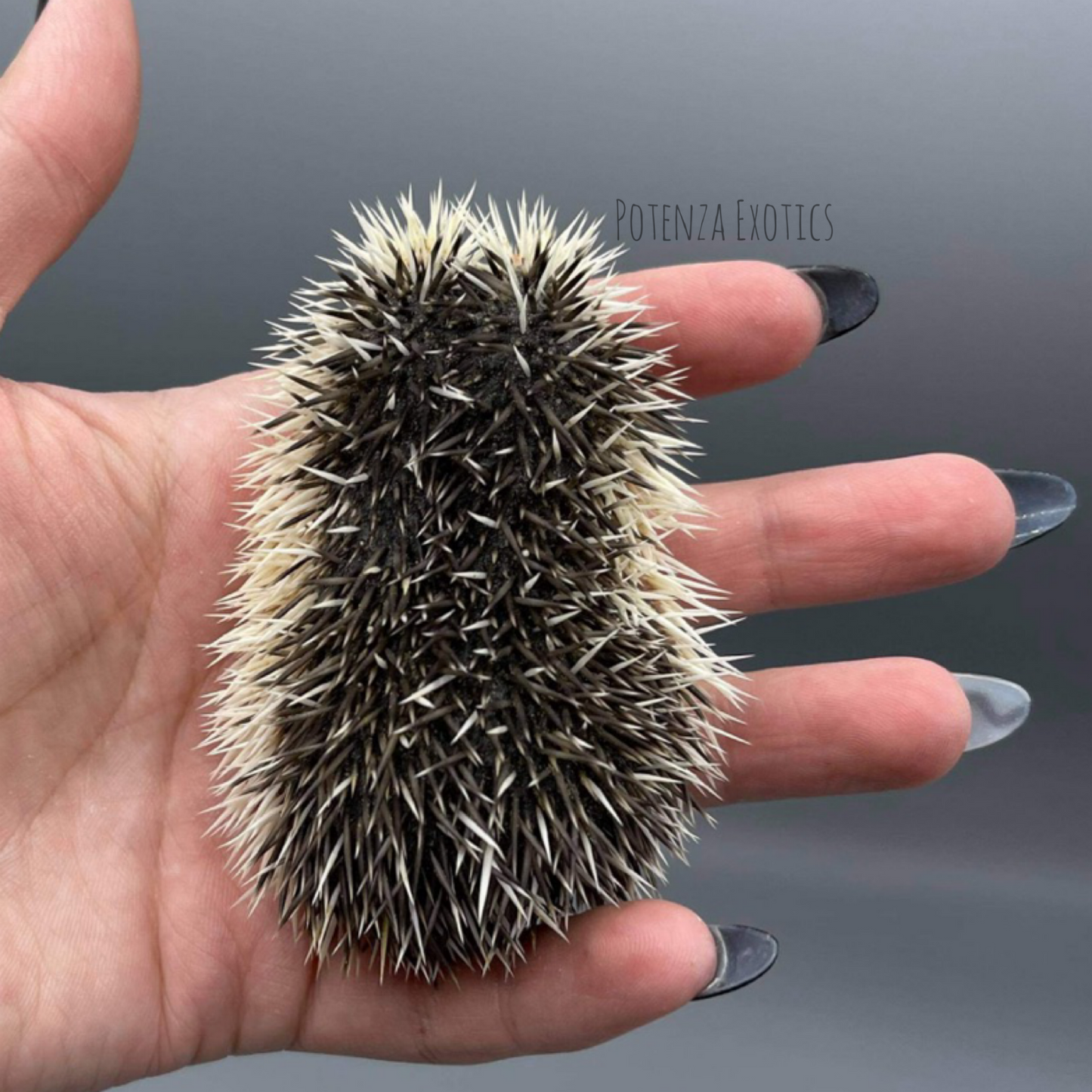 Hedgehog for Sale Arlington Texas