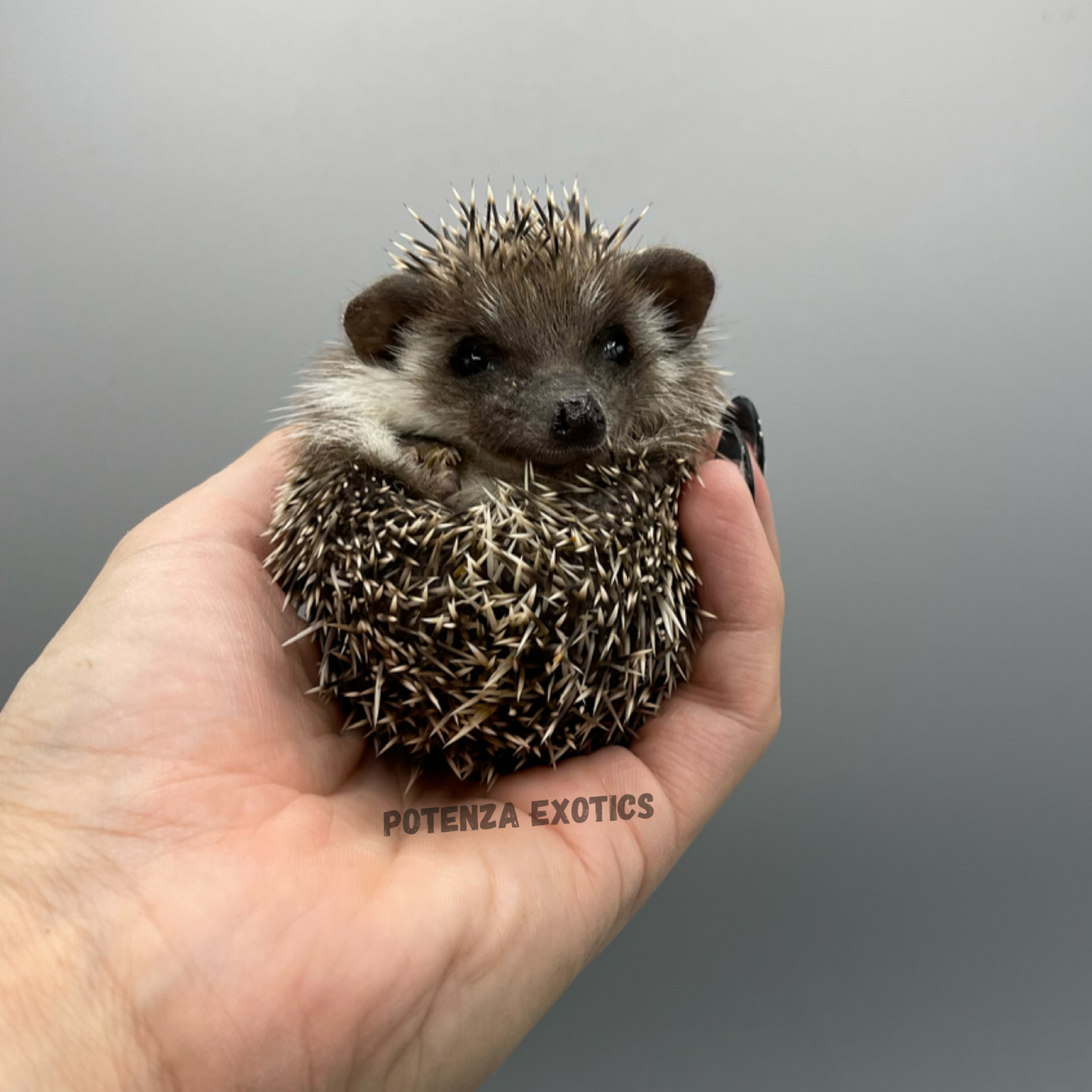 Pedigreed Hedgehogs for Sale