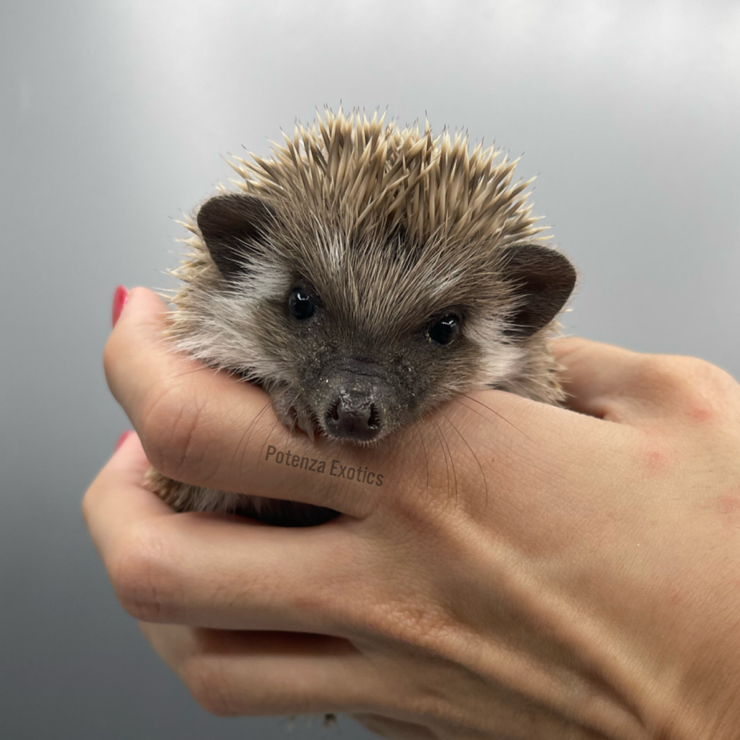 Hedgehog for sale 