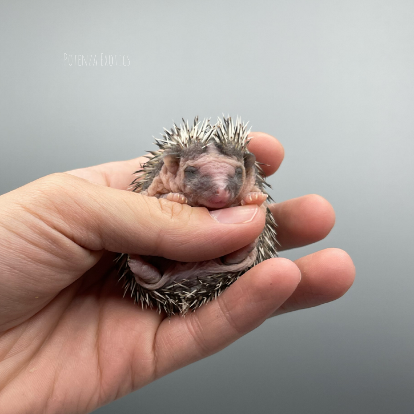 Hedgehogs for Sale Potenza Exotics
